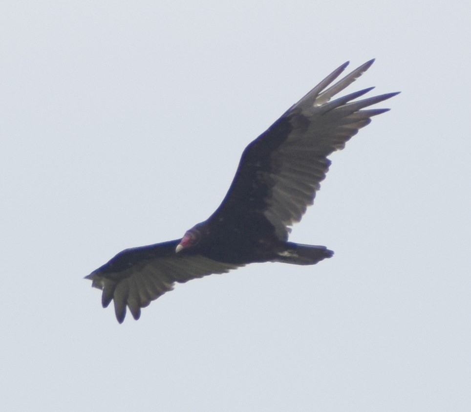 Turkey Vulture - Richard Buist