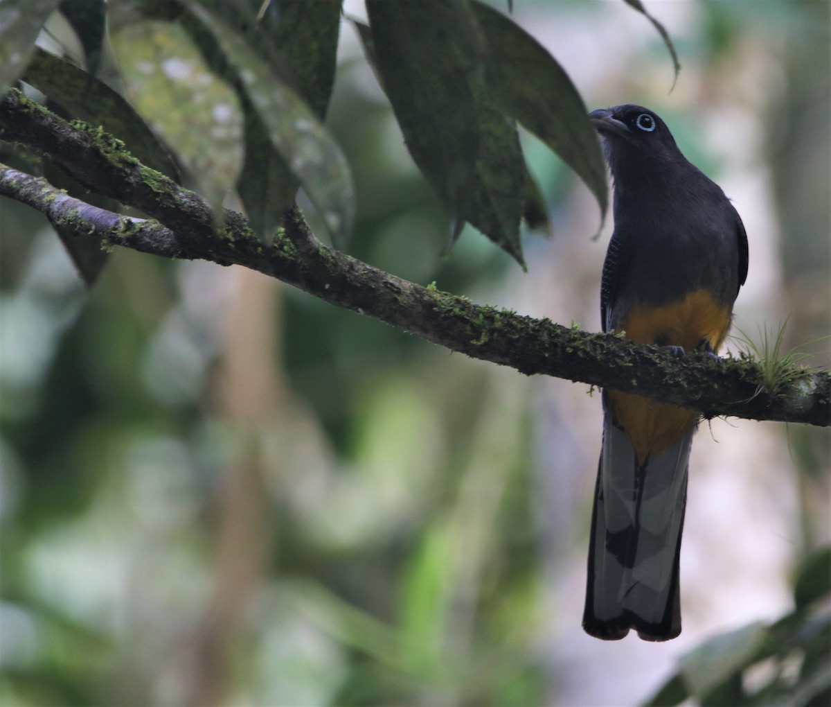 Ak Kuyruklu Trogon - ML531389271