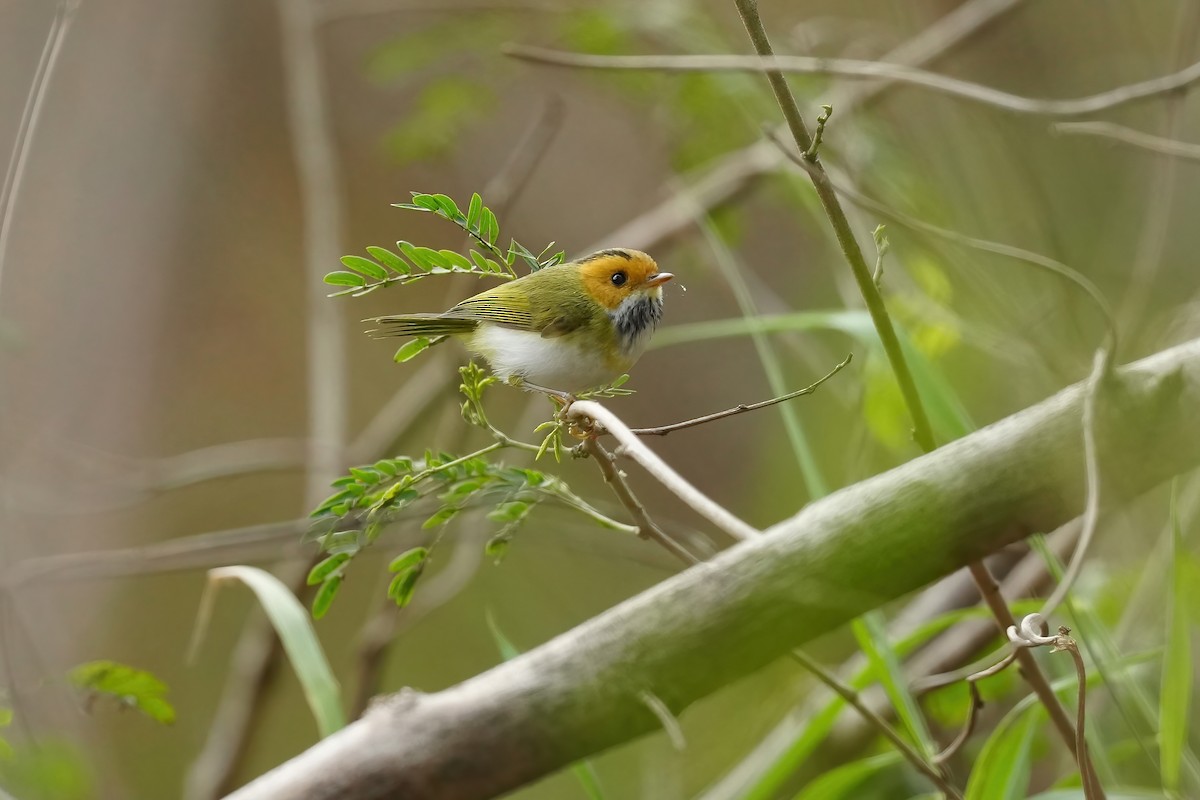 Rufous-faced Warbler - 重融 黃