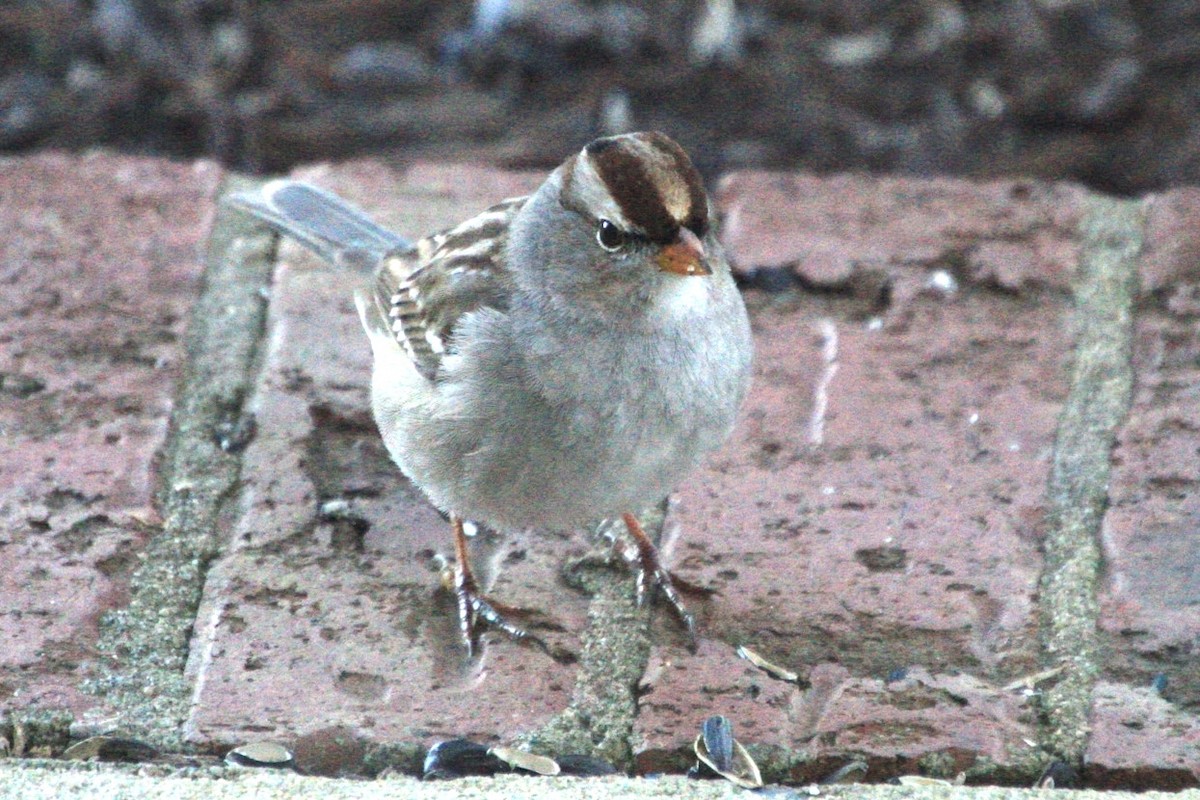 White-crowned Sparrow - ML531391731