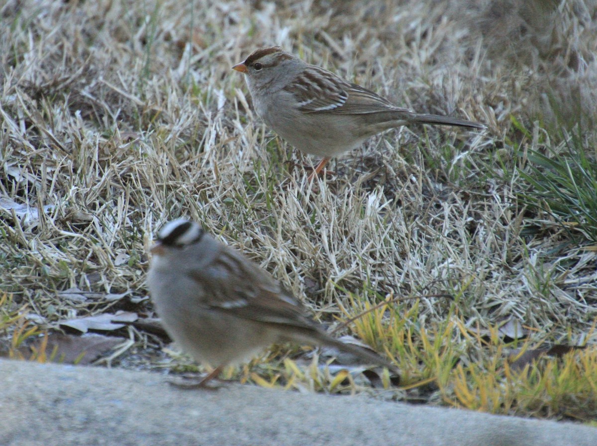White-crowned Sparrow - ML531391741
