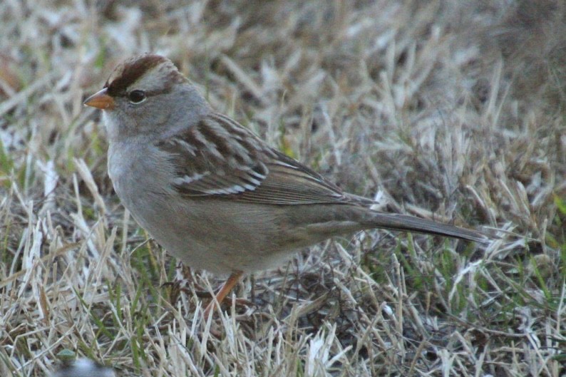 White-crowned Sparrow - ML531391751
