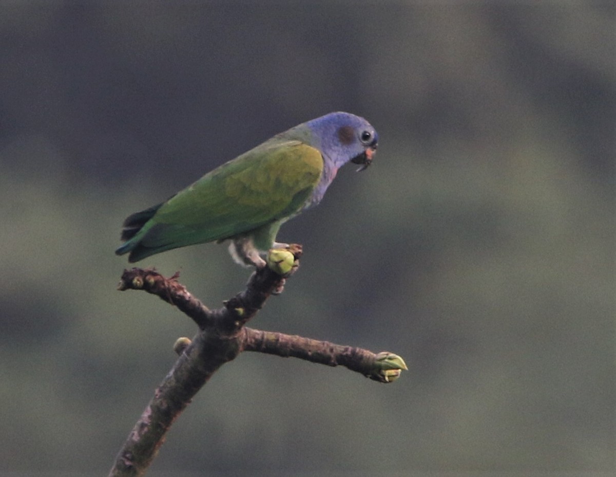 Blue-headed Parrot - ML531391821