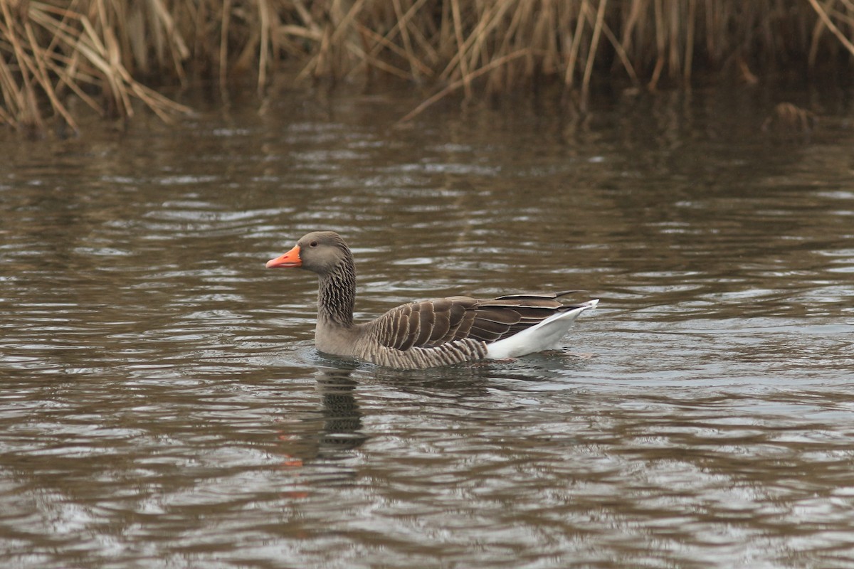 Graylag Goose - ML531392531