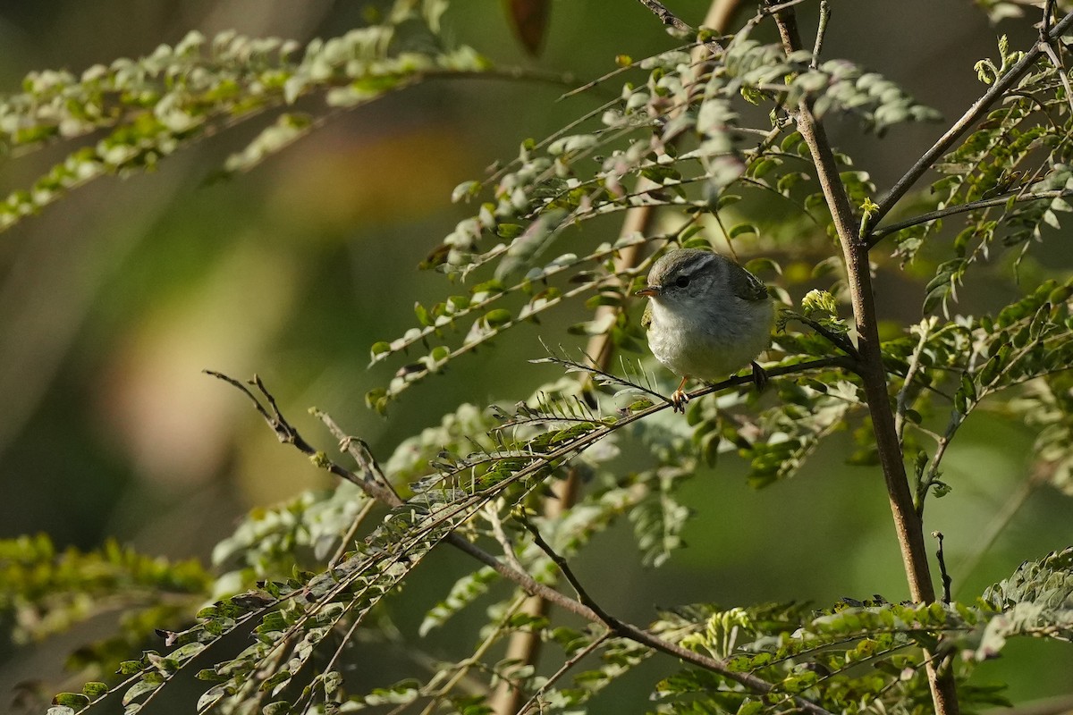 Yellow-browed Warbler - ML531392901