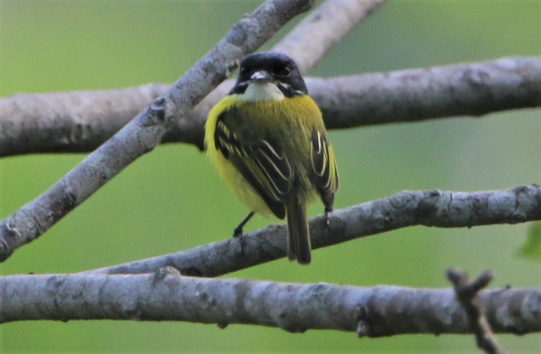 Black-headed Tody-Flycatcher - ML531392921