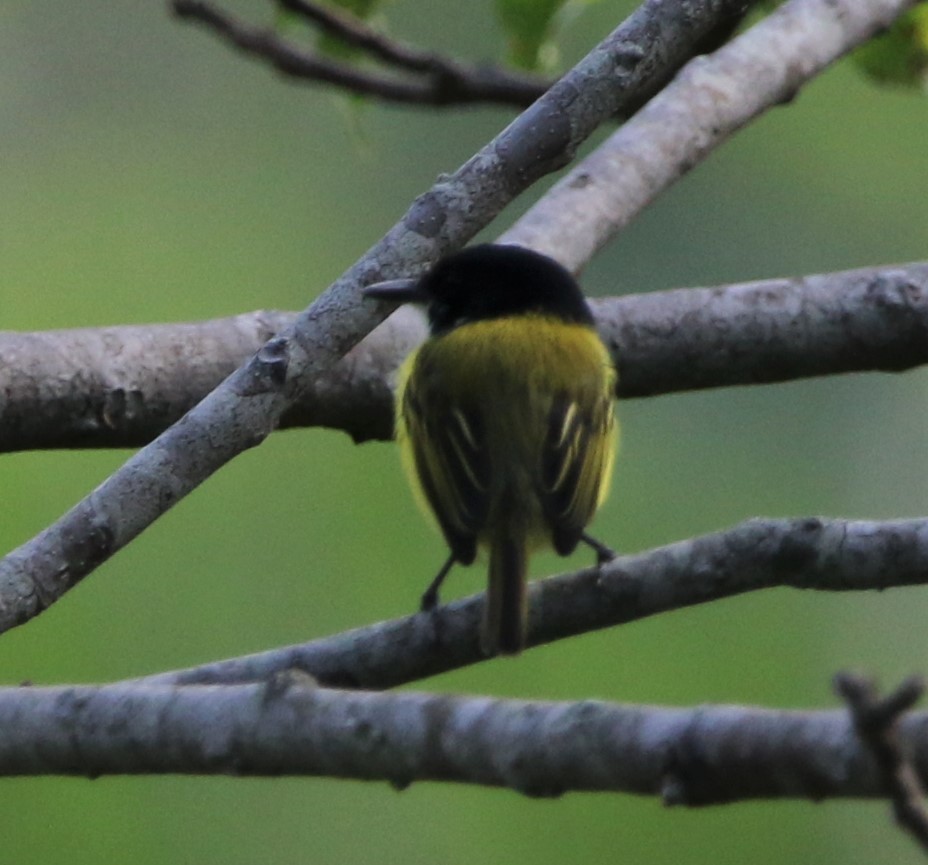 Black-headed Tody-Flycatcher - Daniel Lebbin