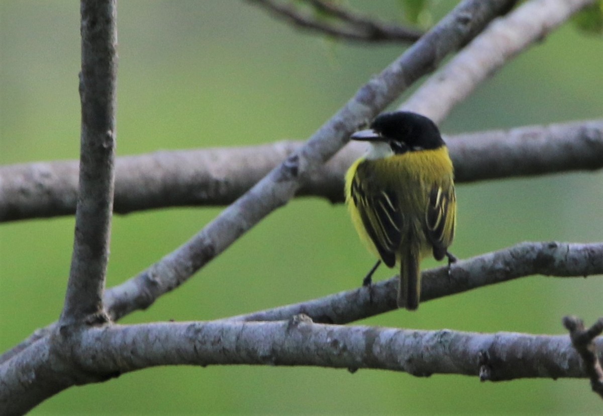 Black-headed Tody-Flycatcher - ML531392941