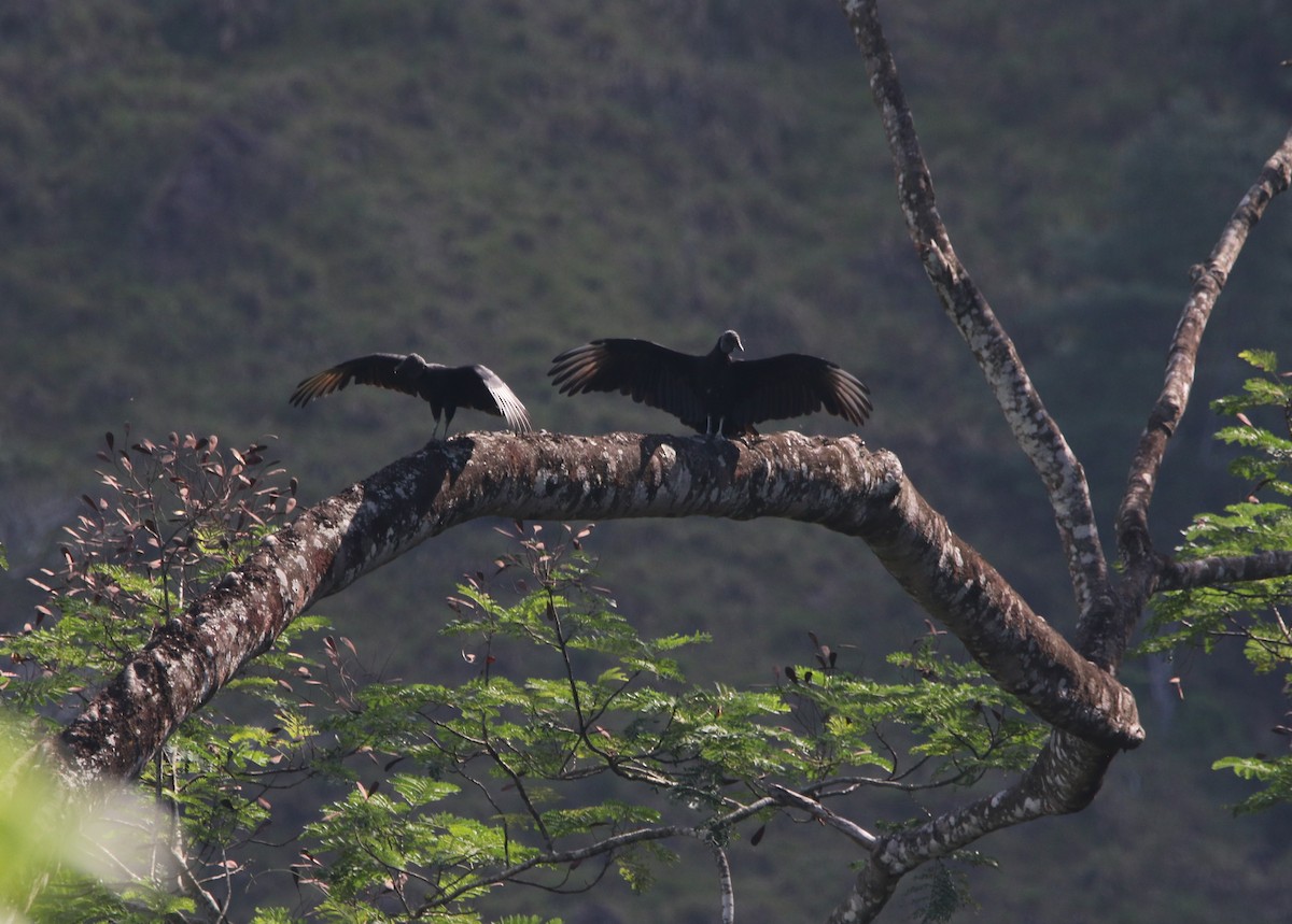 Black Vulture - ML531392991