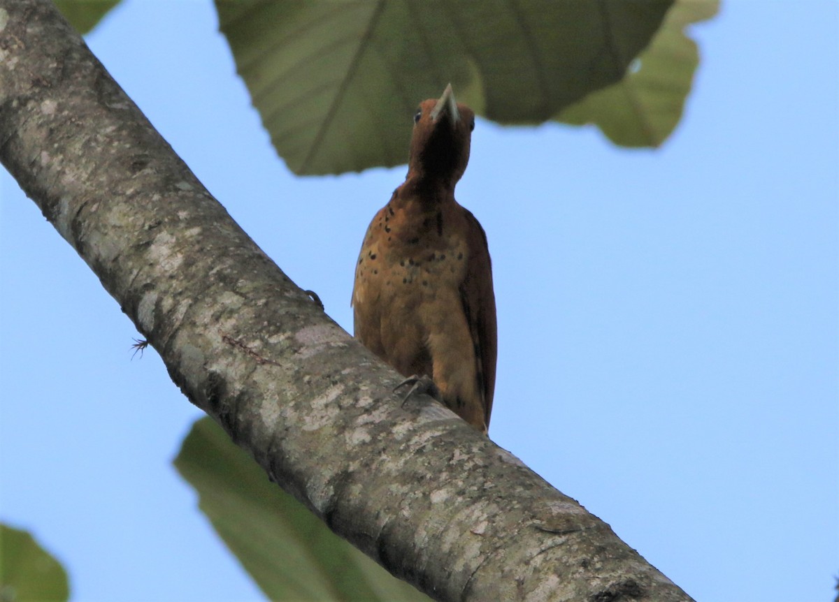 Cinnamon Woodpecker - ML531393021