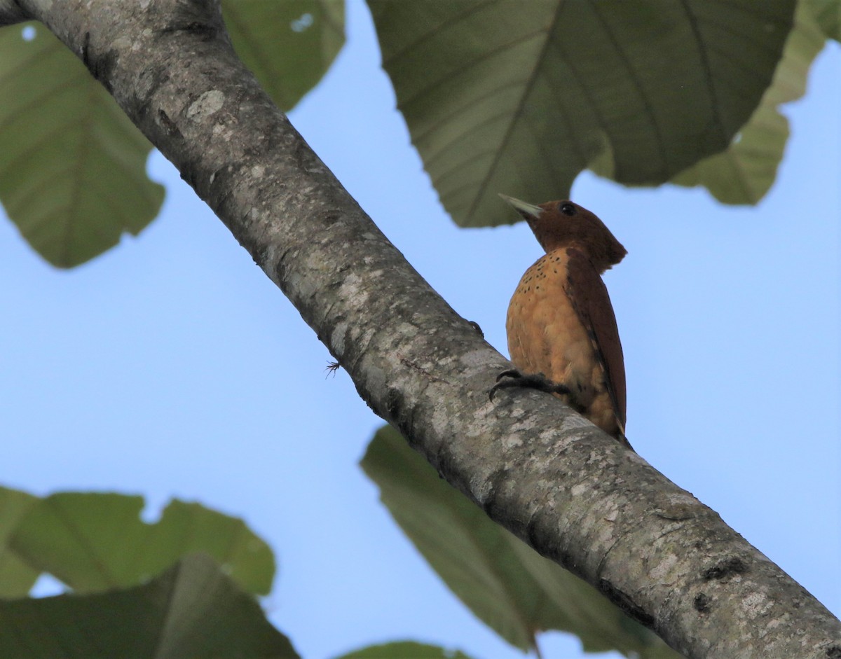 Cinnamon Woodpecker - ML531393031