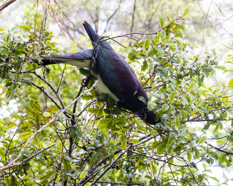 New Zealand Pigeon - ML531393261