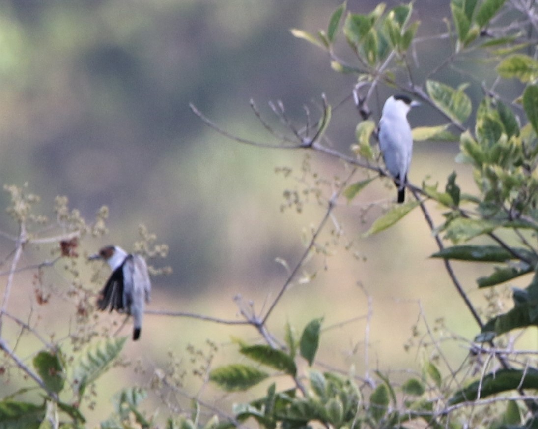 Black-crowned Tityra - Daniel Lebbin