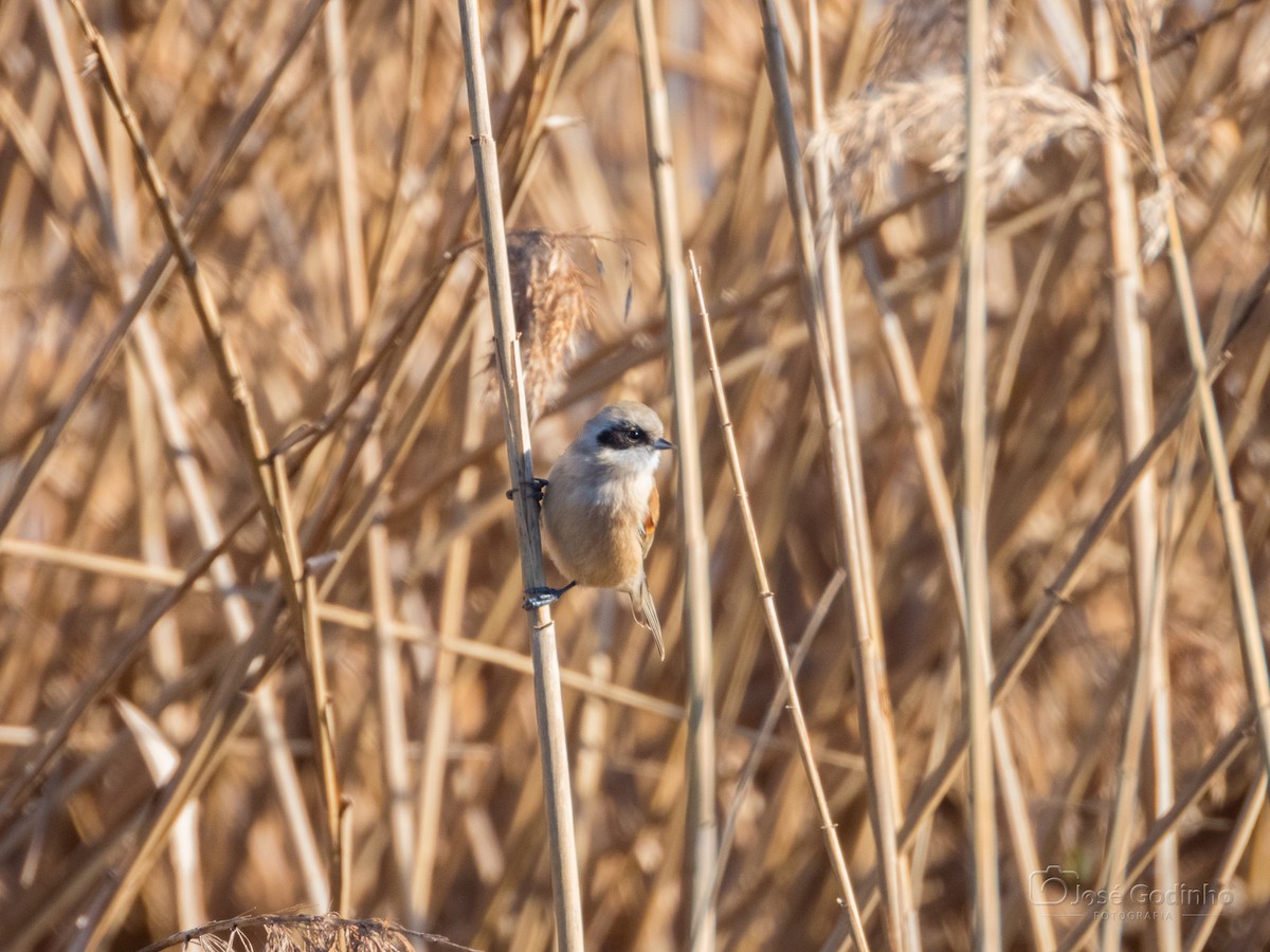 Eurasian Penduline-Tit - ML531393881