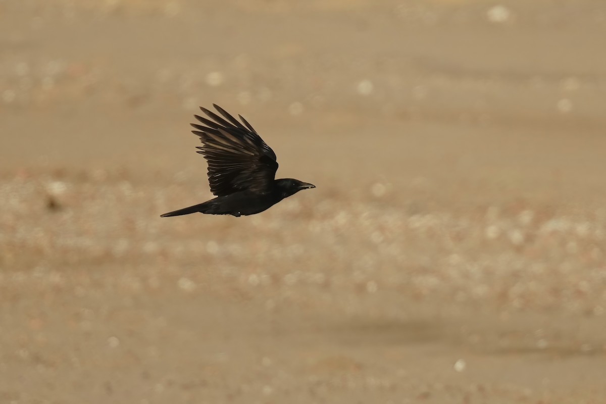 Carrion Crow - ML531394091