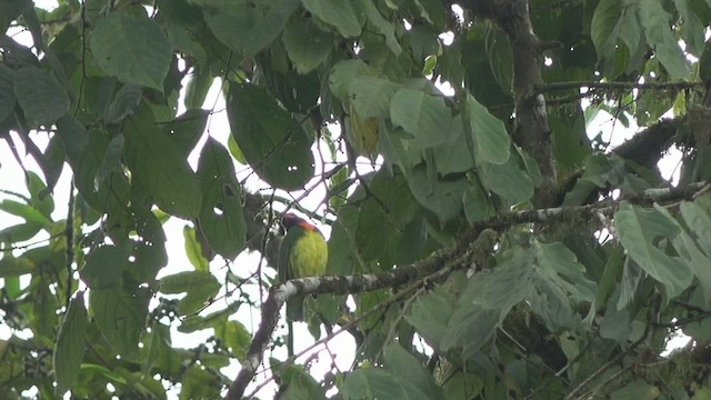 Orange-breasted Fruiteater - ML531394321