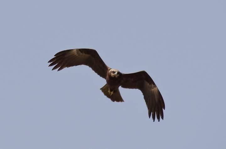 Western Marsh Harrier - ML53139441