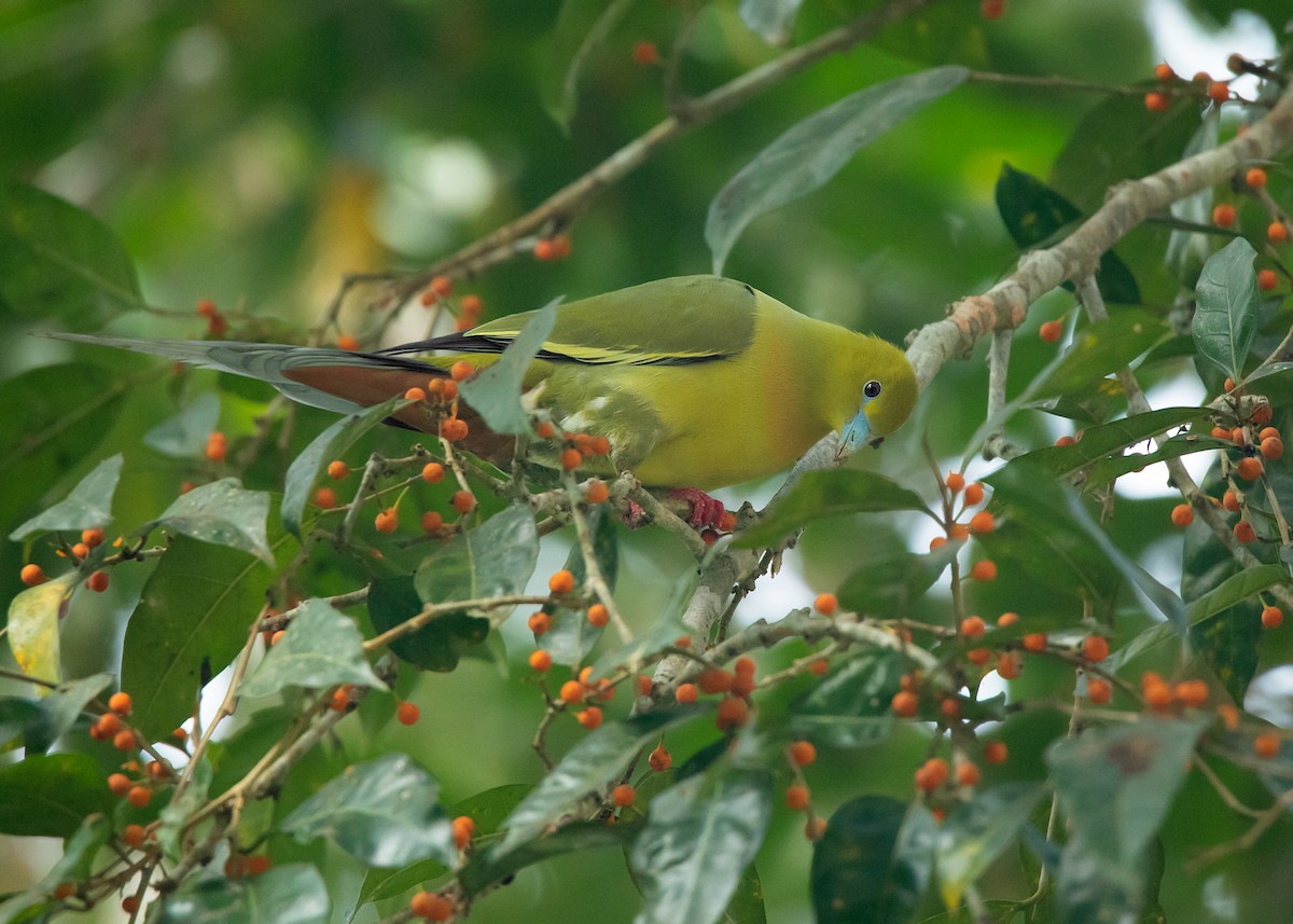 Pin-tailed Green-Pigeon - ML531394591