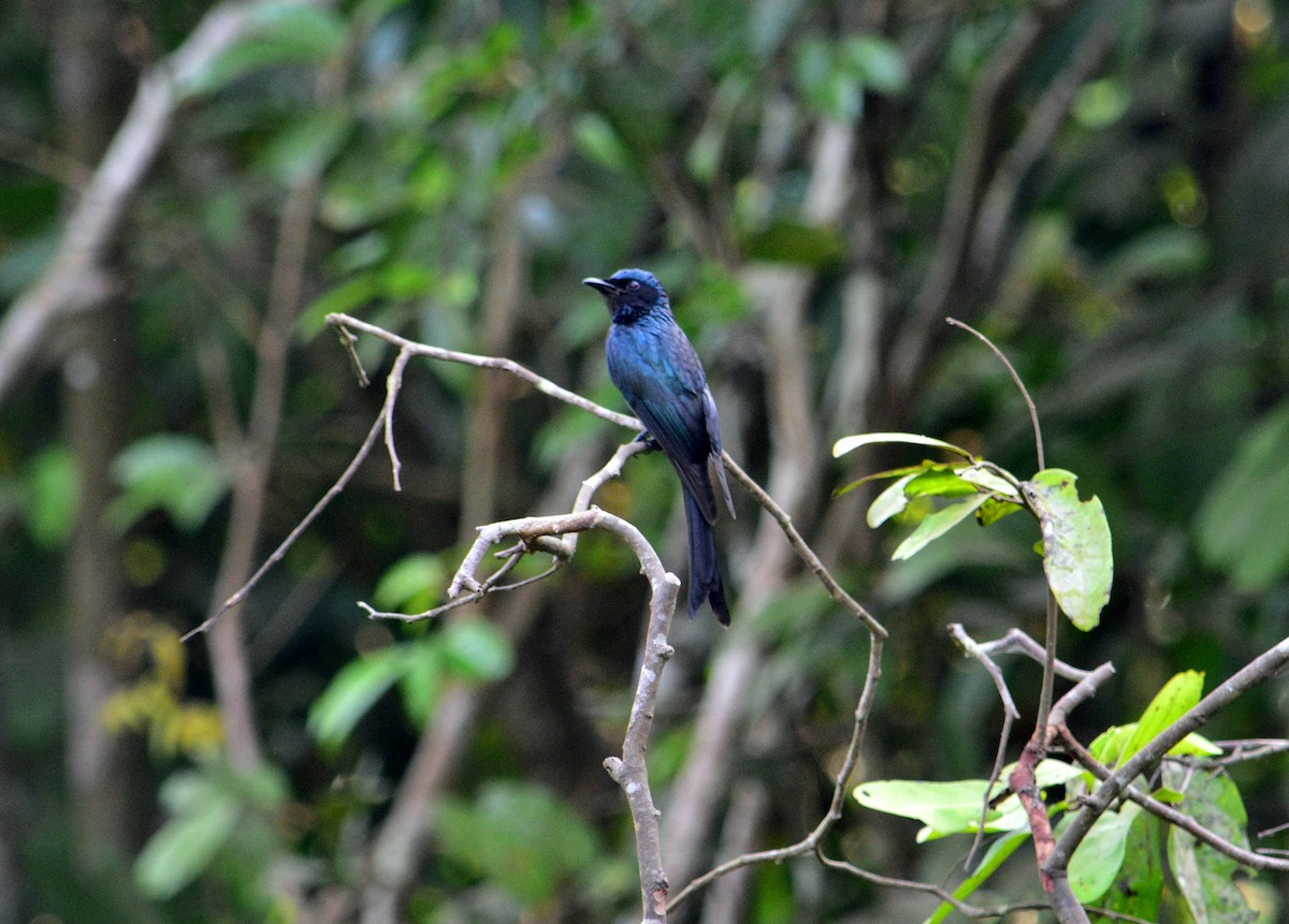 Bronzed Drongo - ML53139501