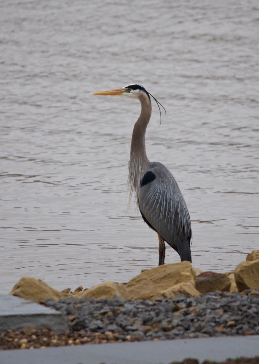 Great Blue Heron - ML53139551