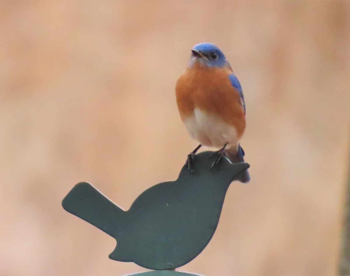 Eastern Bluebird - ML531395831