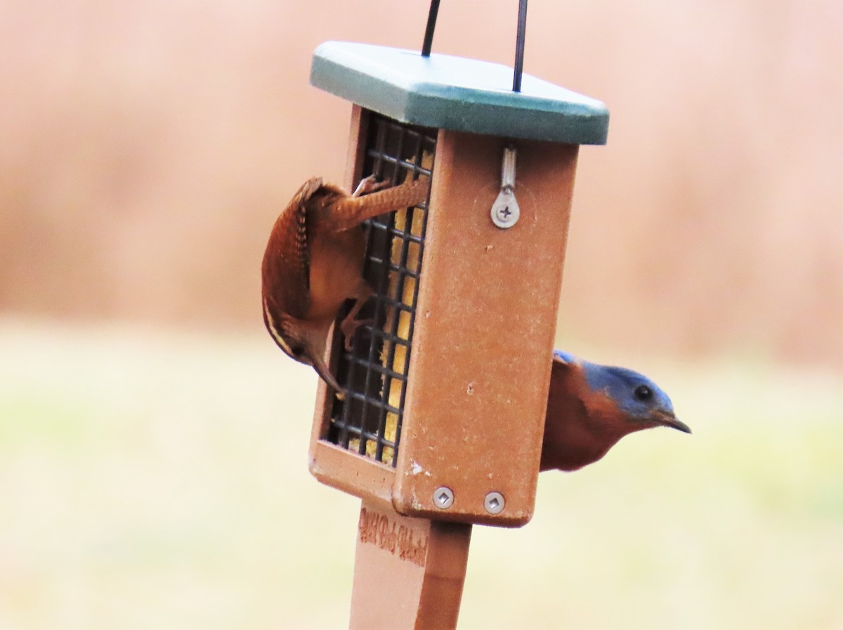 Eastern Bluebird - ML531395851
