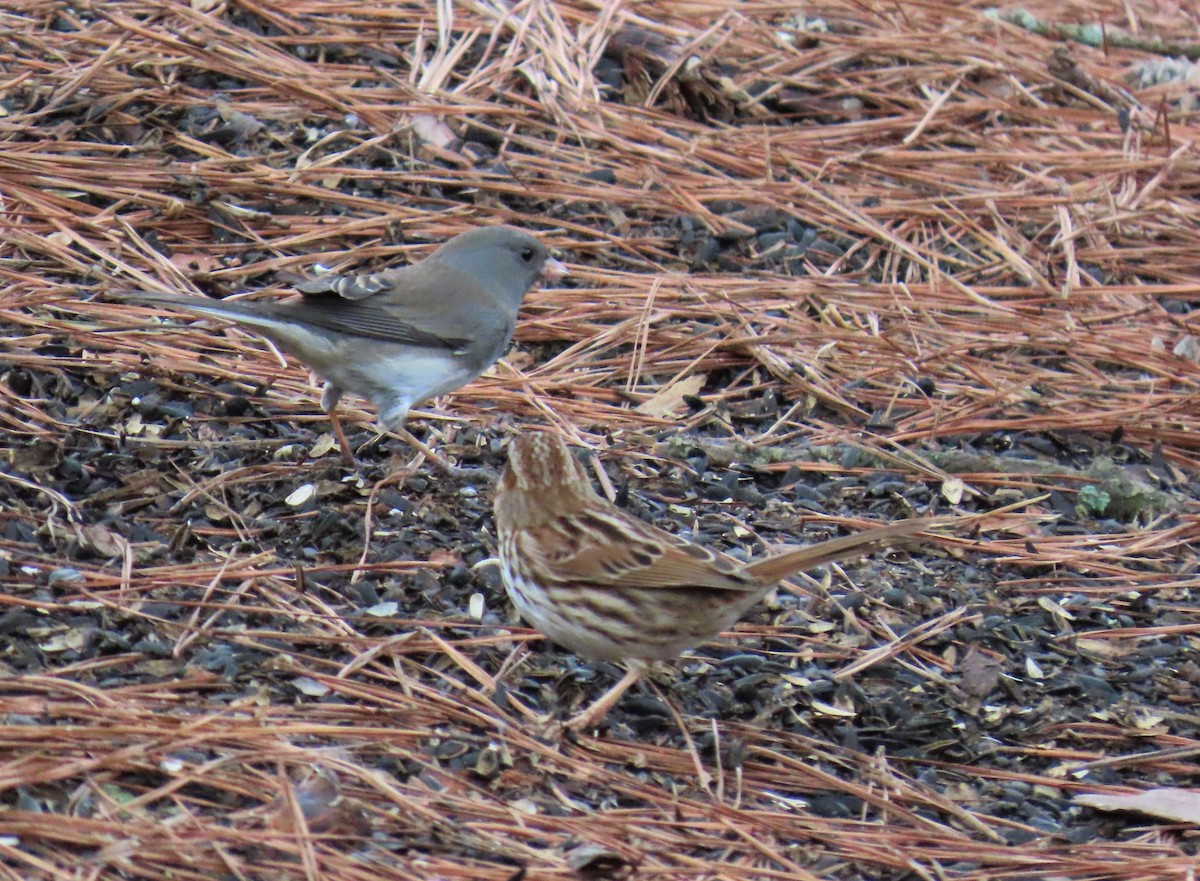 Song Sparrow - ML531396761