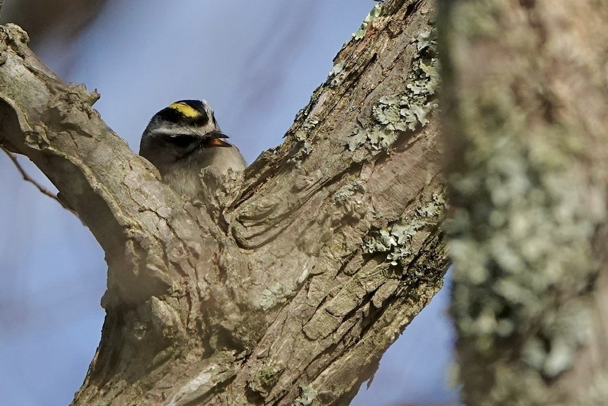 Golden-crowned Kinglet - ML531398791