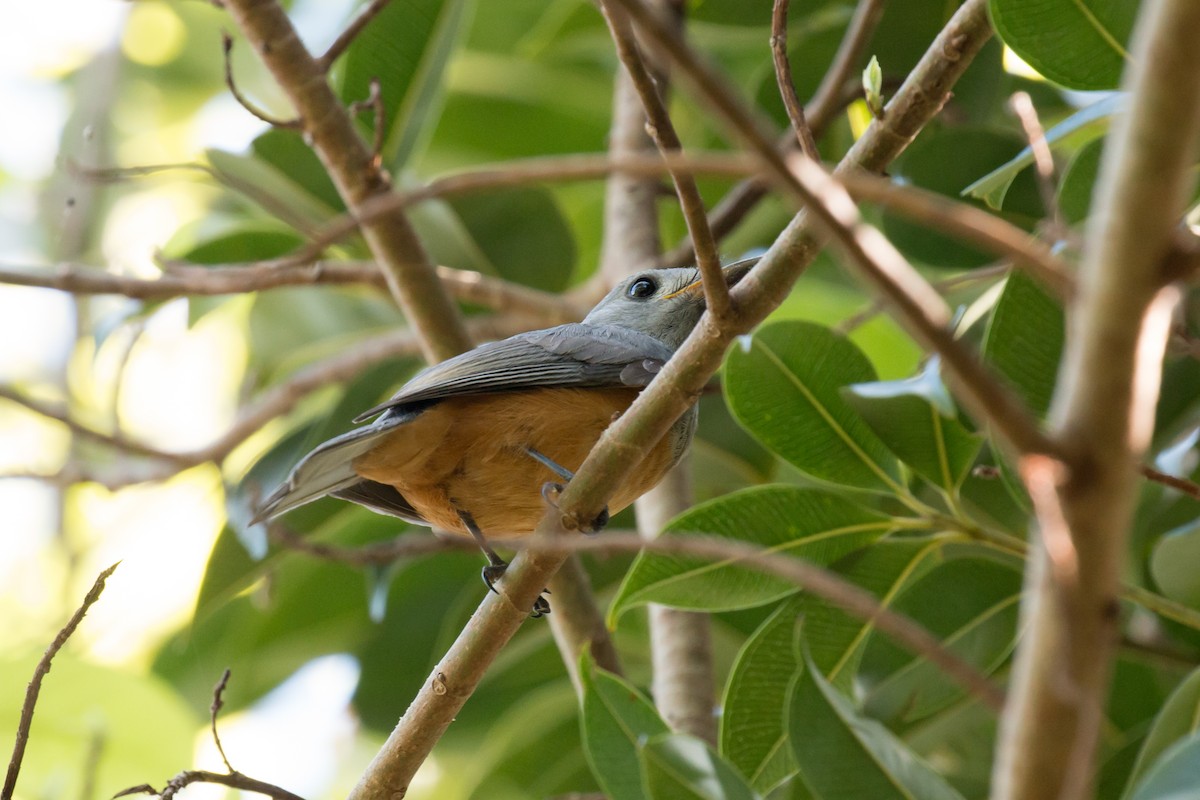 Black-faced Monarch - ML53139931