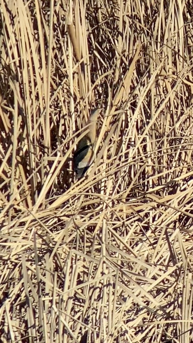 Little Bittern - ML531400181