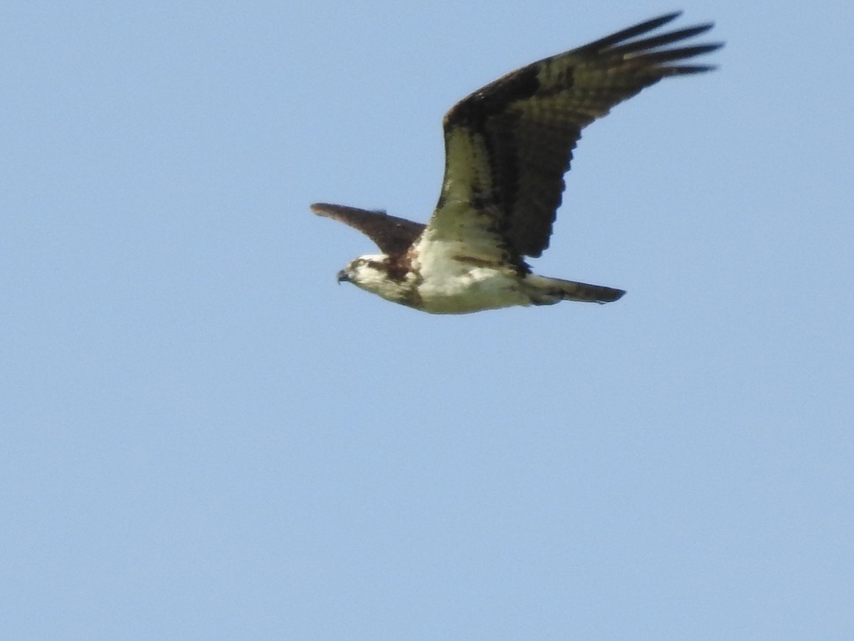 Balbuzard pêcheur - ML531401041