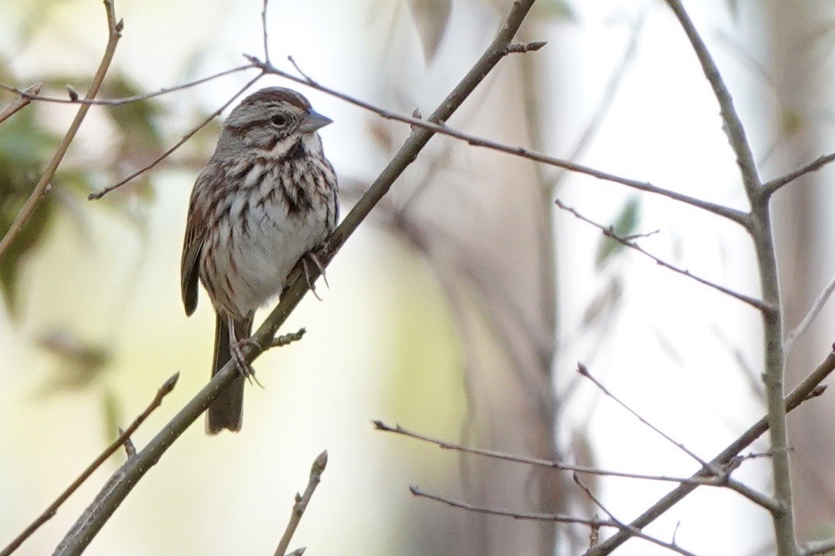 Song Sparrow - ML531402631