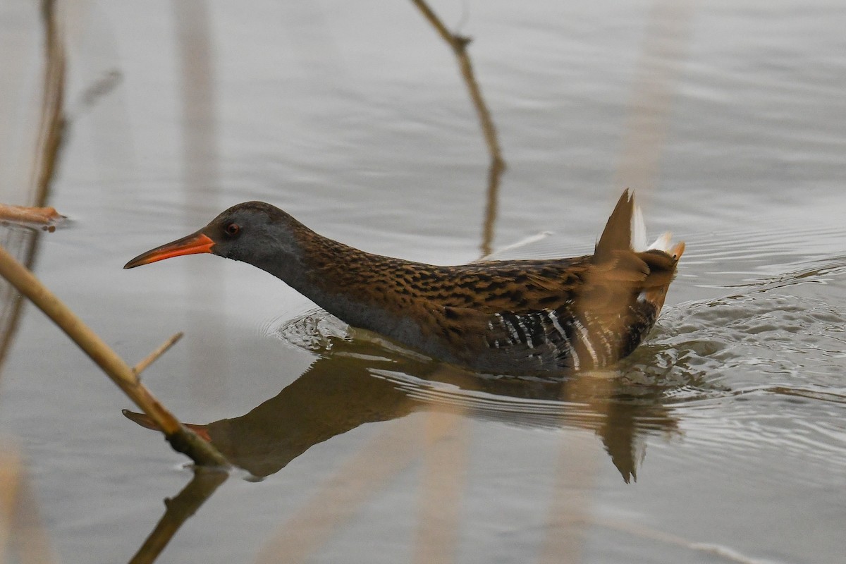 Water Rail - Maryse Neukomm