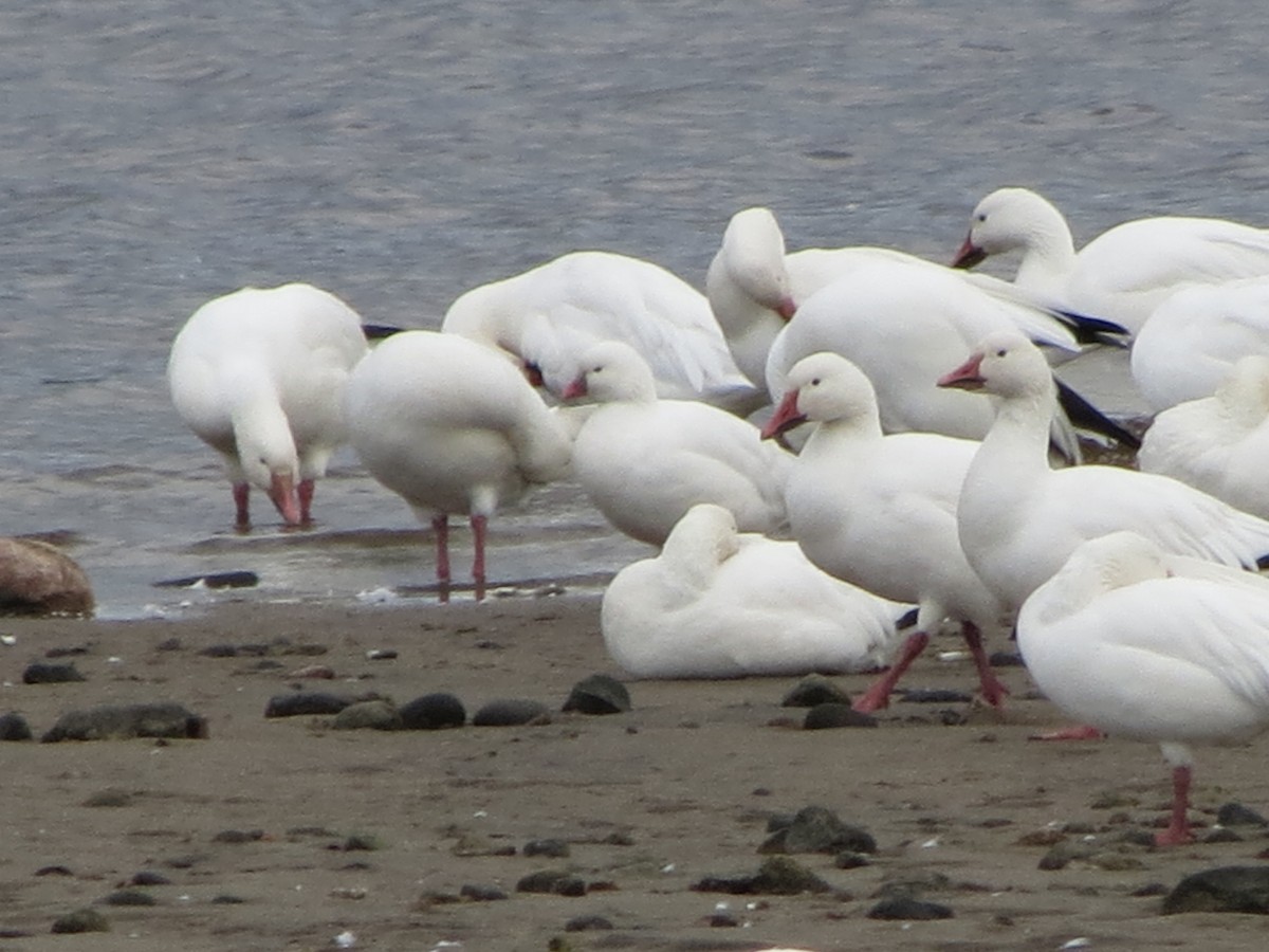 Ross's Goose - ML531403241