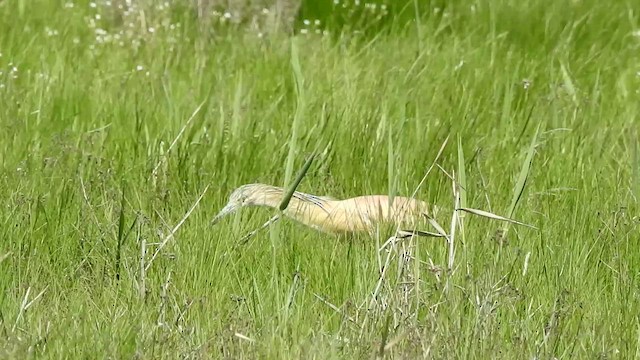 Squacco Heron - ML531403421