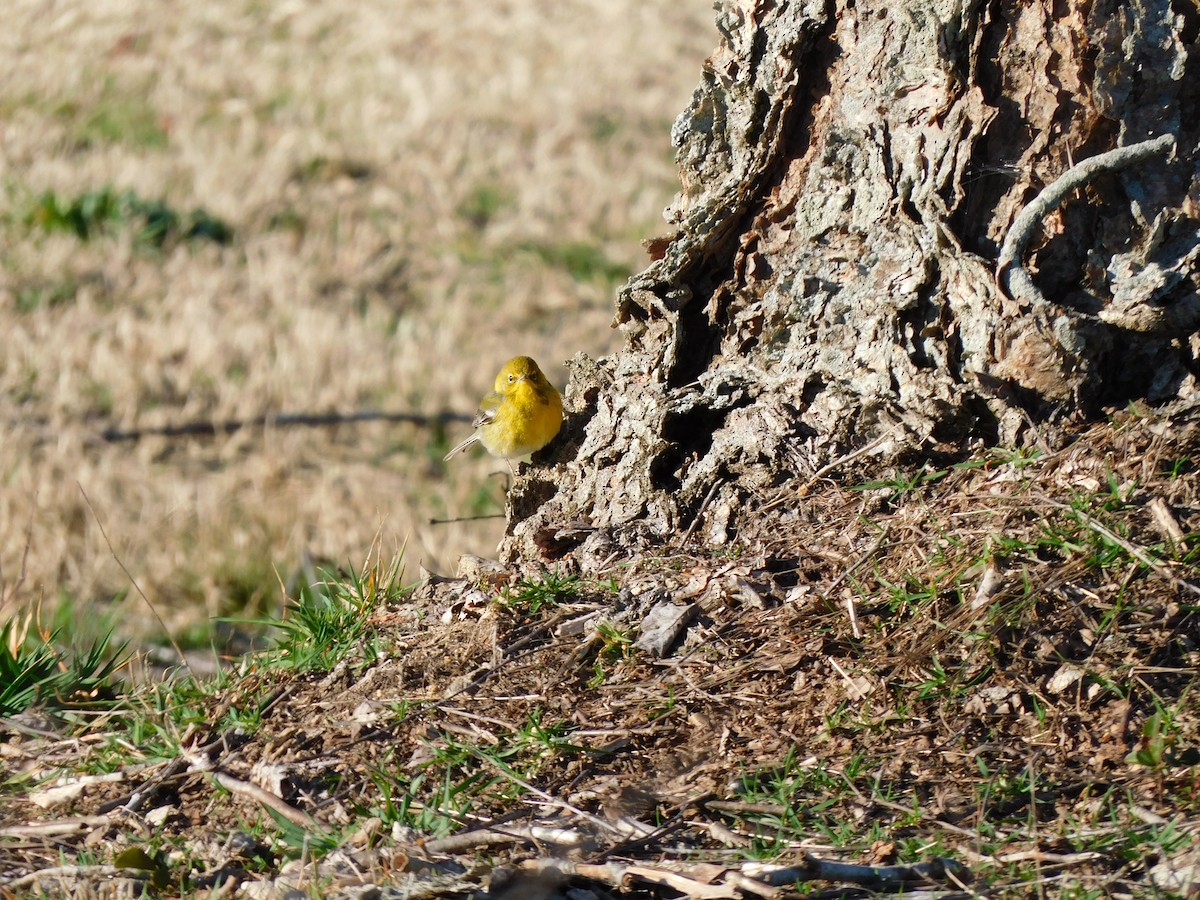 Pine Warbler - ML531403841