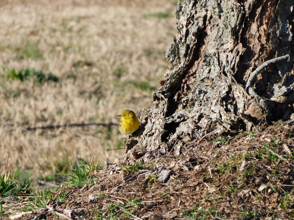 Pine Warbler - ML531404081