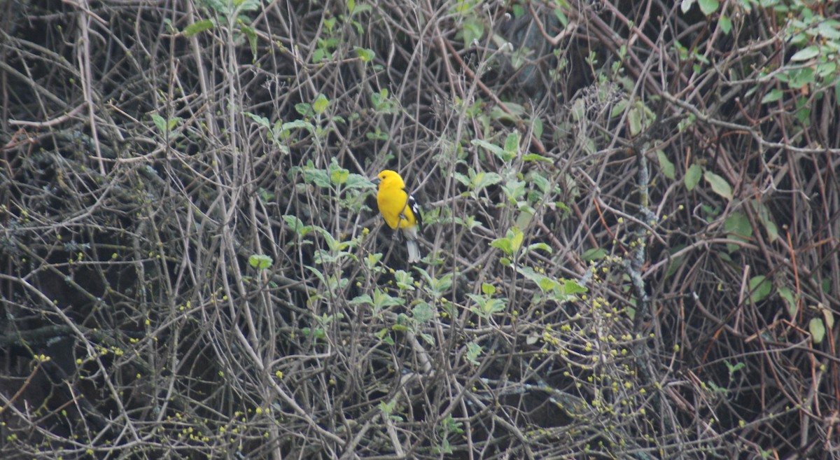 Golden Grosbeak - Santiago Bolarte