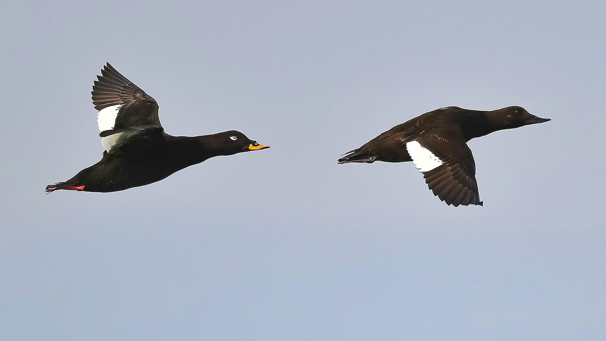 Velvet Scoter - Engin BIYIKOĞLU