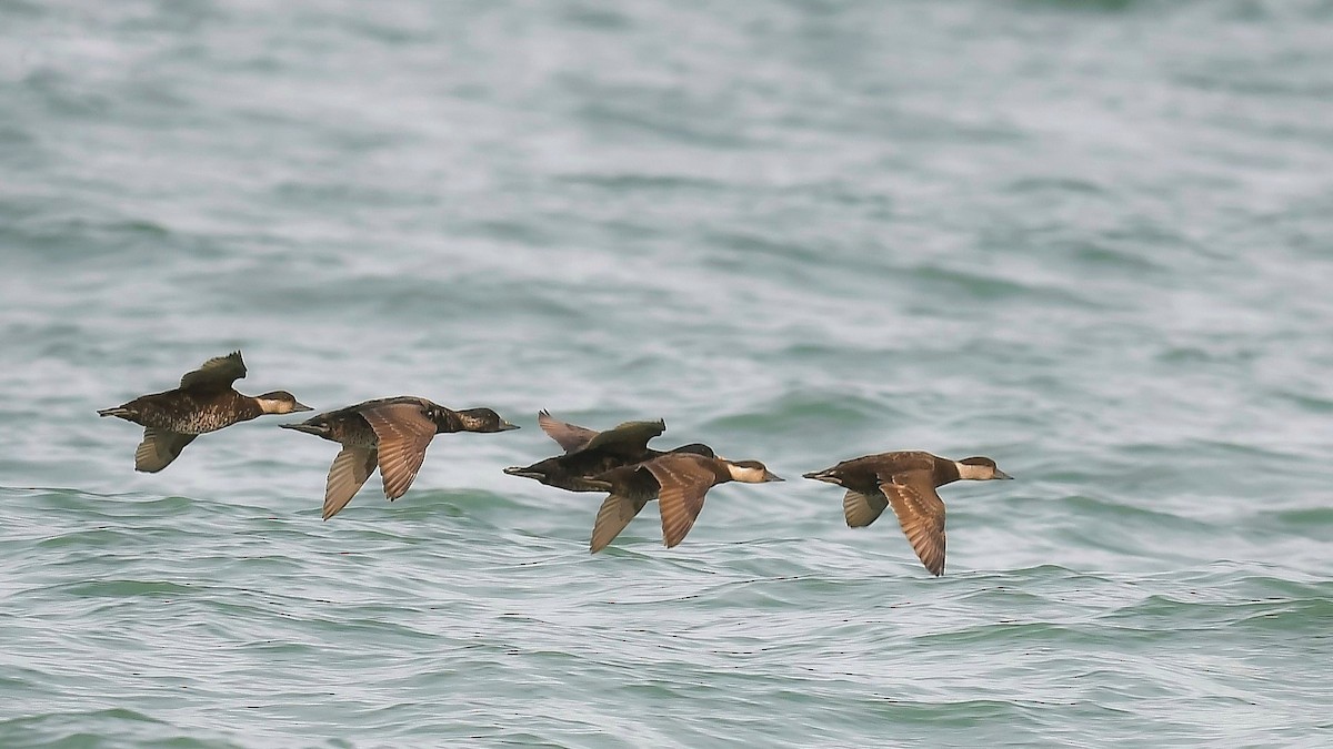 Common Scoter - ML531405511