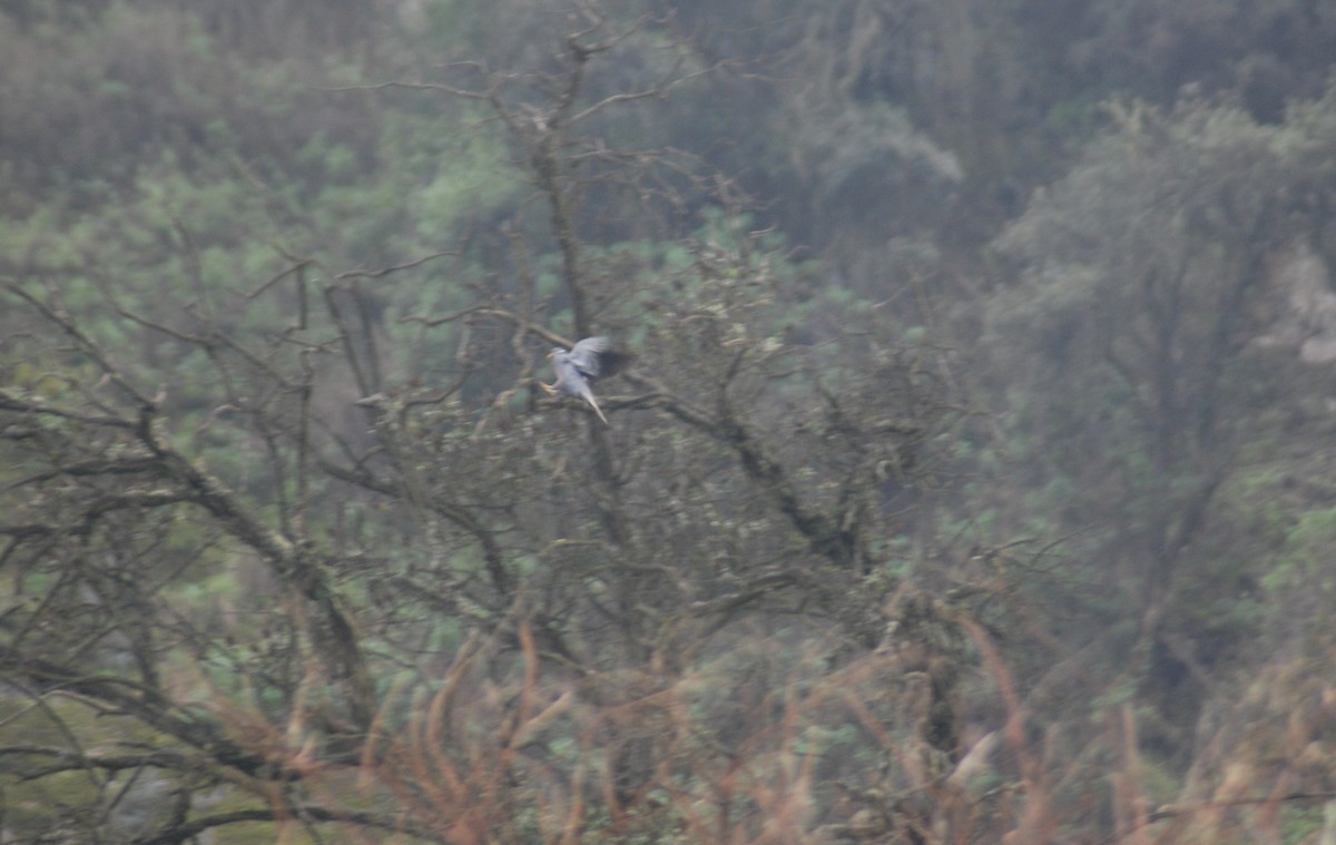 Band-tailed Pigeon - Santiago Bolarte