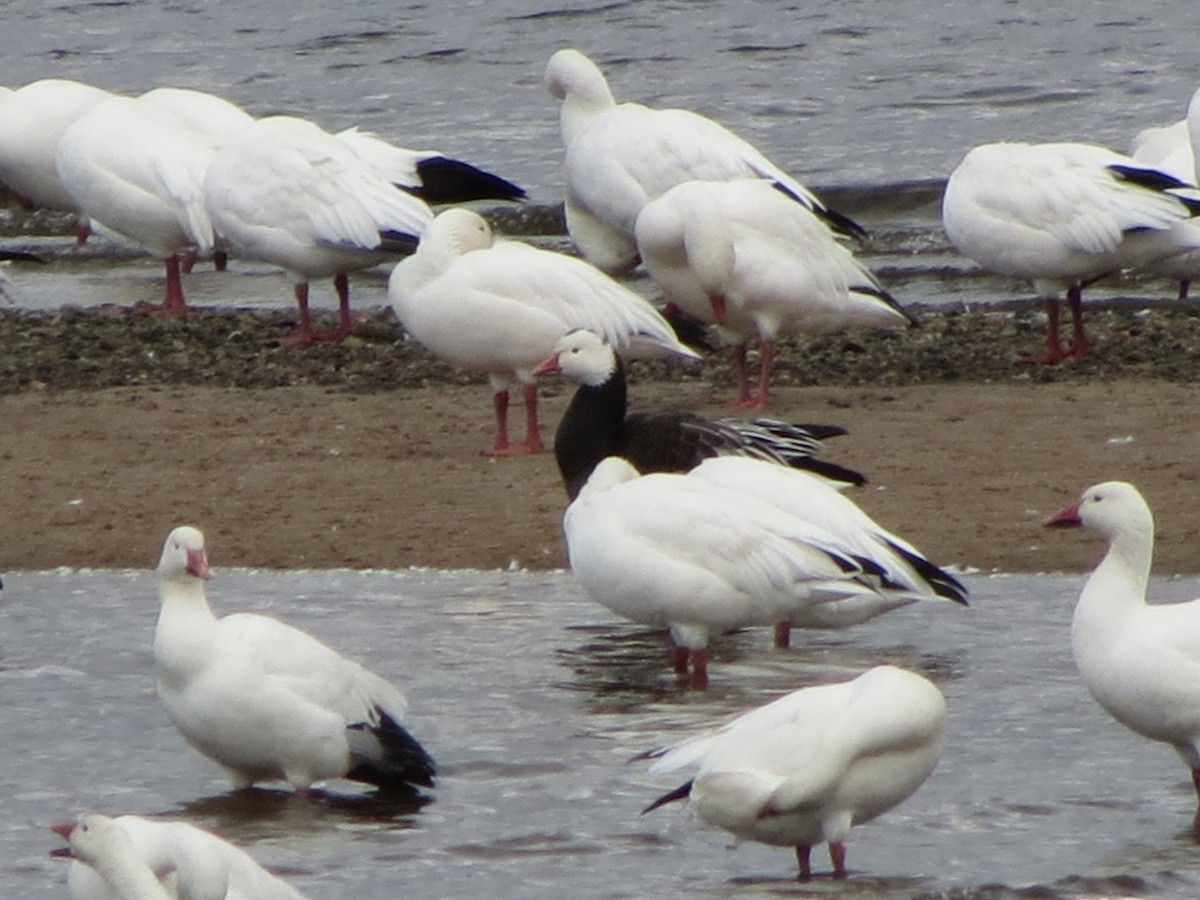 snøgås x eskimogås (hybrid) - ML531406151