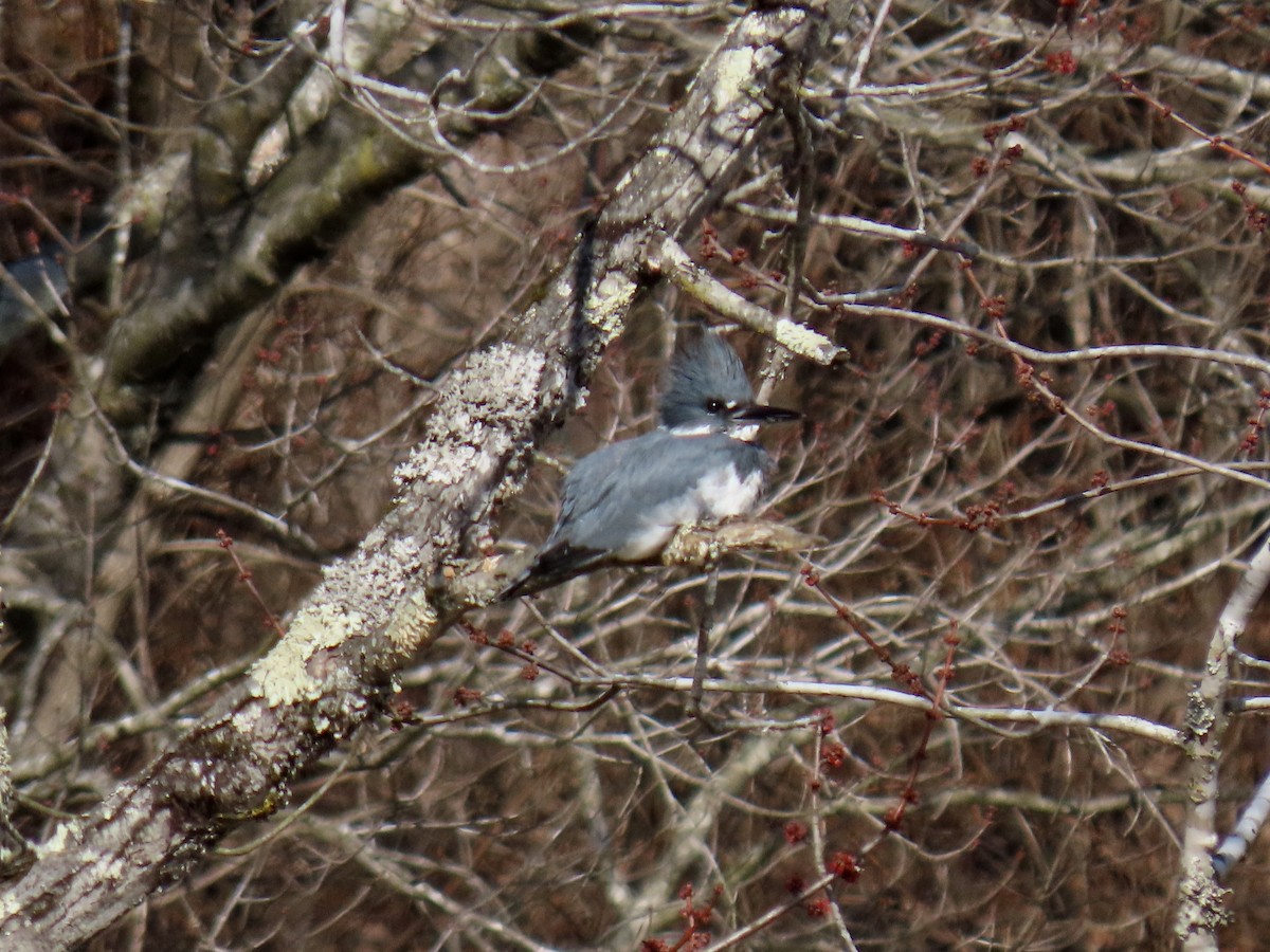 Belted Kingfisher - ML531406161