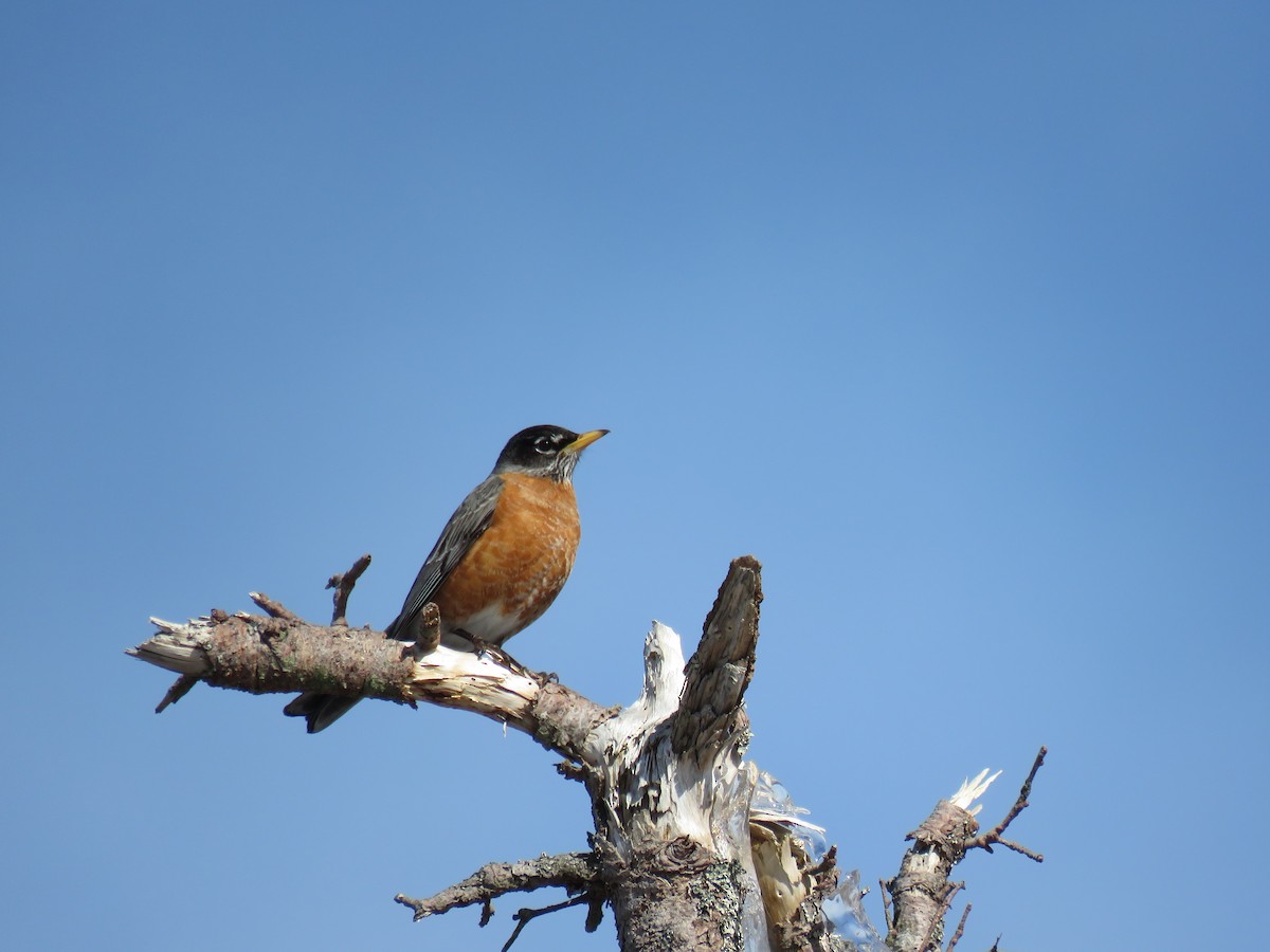 American Robin - Diane LeBlanc