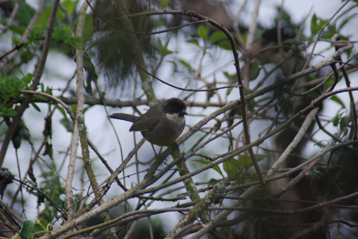 Rusty-bellied Brushfinch - Santiago Bolarte