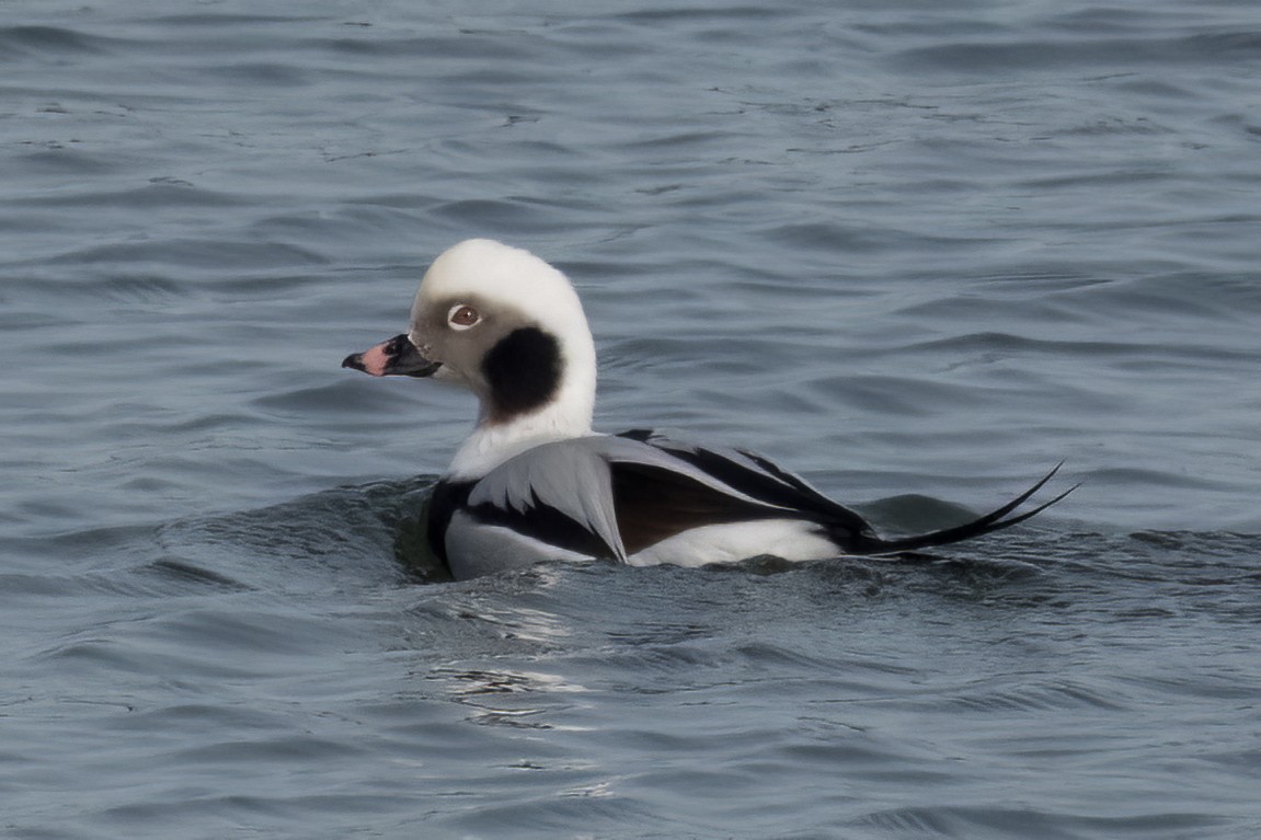Long-tailed Duck - ML531407141