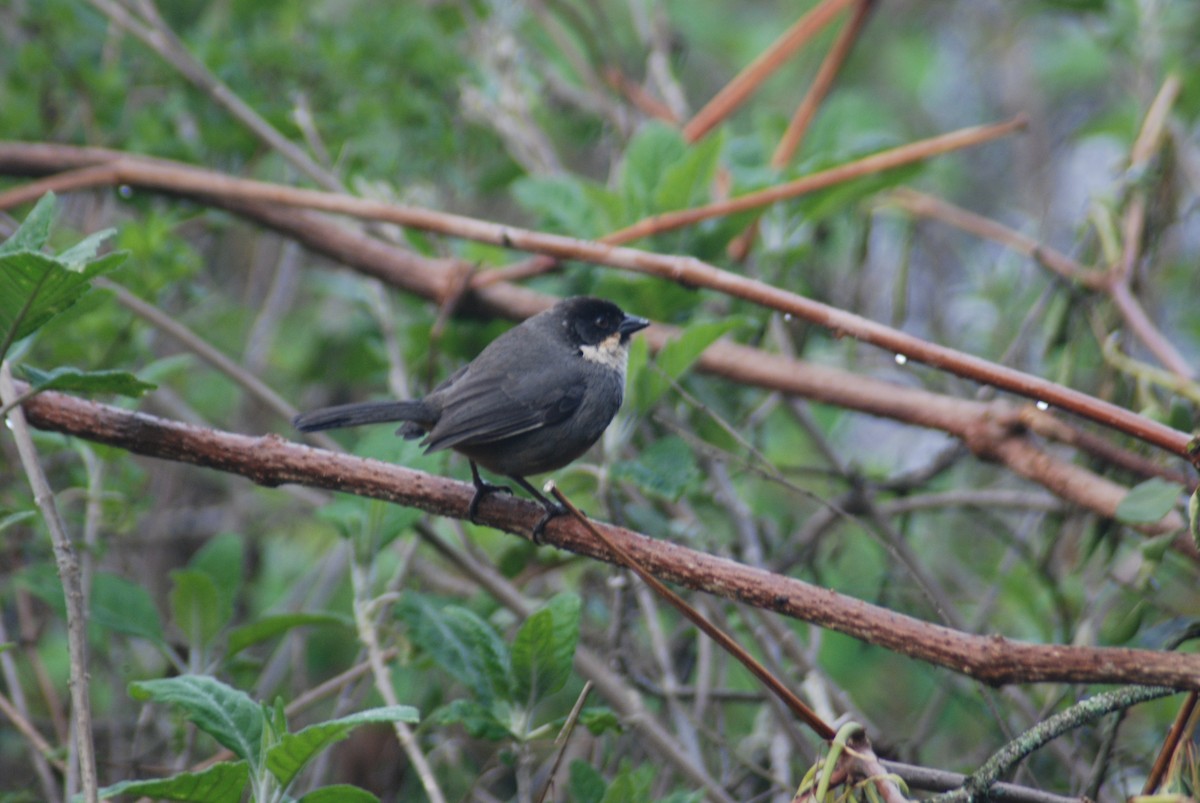 Rusty-bellied Brushfinch - ML531407311