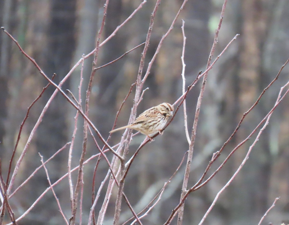 Song Sparrow - ML531407451