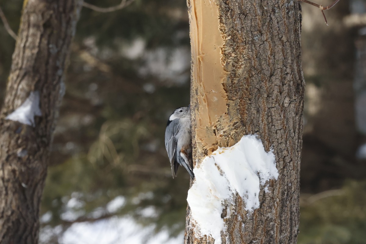White-breasted Nuthatch - ML531408531