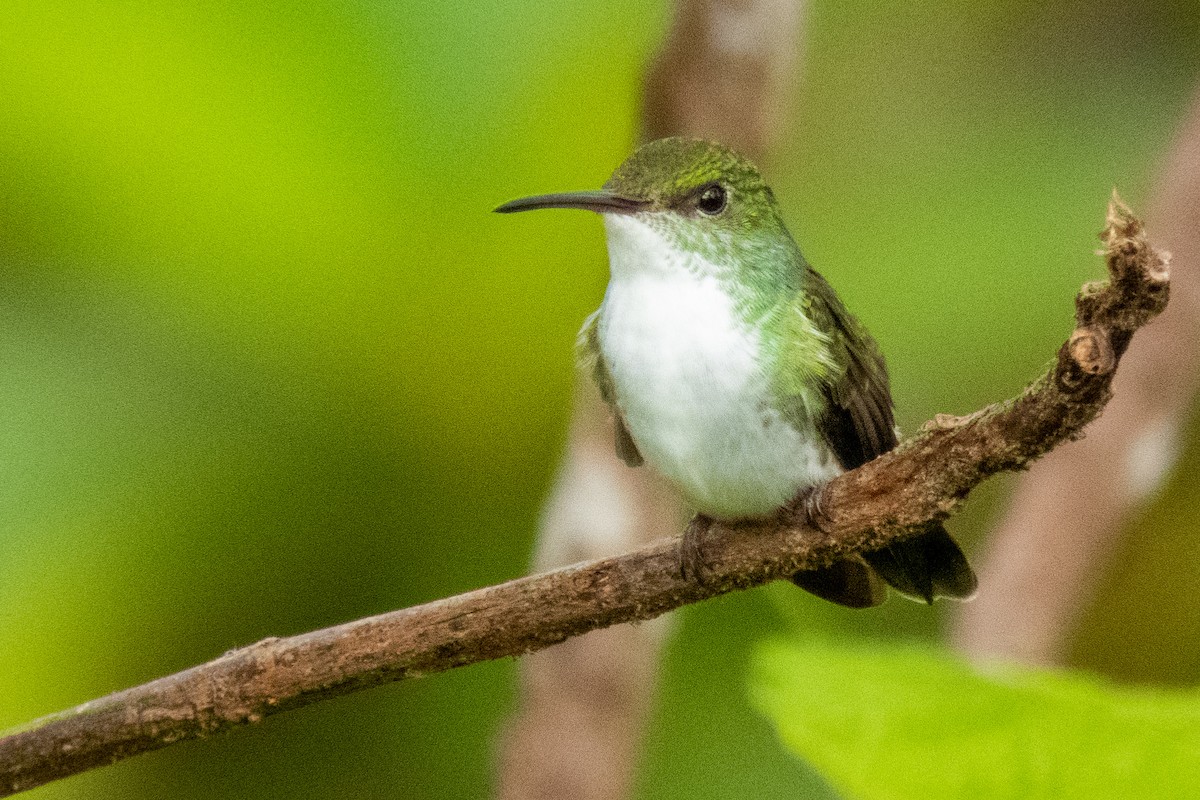 White-bellied Emerald - Eduardo Rivera